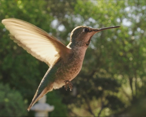 hummingbird-moving
