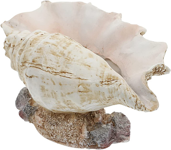 conch-shell-planter