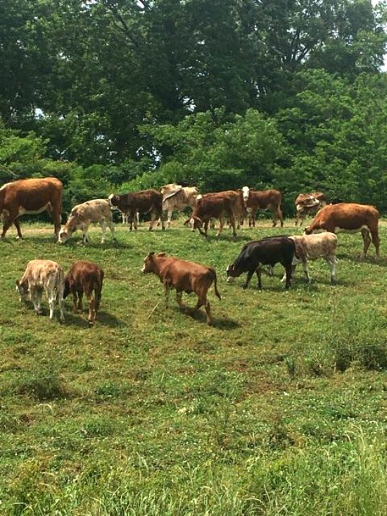 cattle-on-levee
