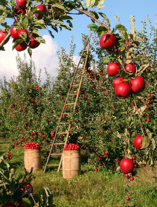 apple trees picking