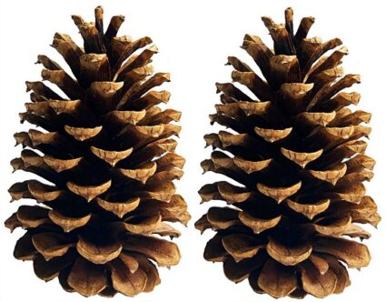 large pine cones