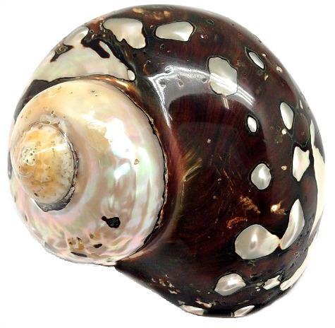 brown-white-sea-shell