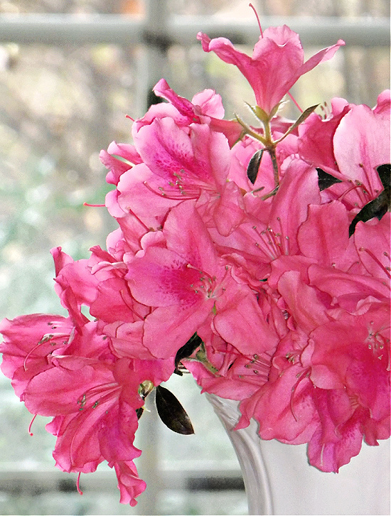pink-azaleas-in-white-vase