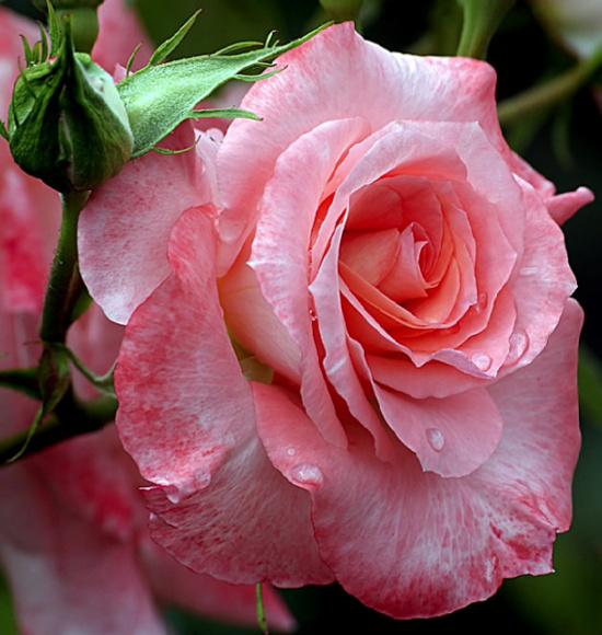 salmon pink rose