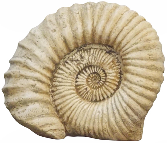 Fossil in a Fossil Color