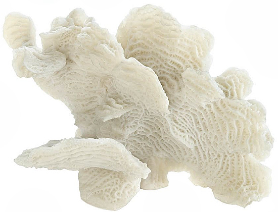 Large-White-Coastal-coral-Tabletop-Décor