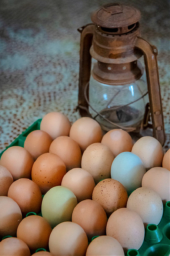 farm-eggs