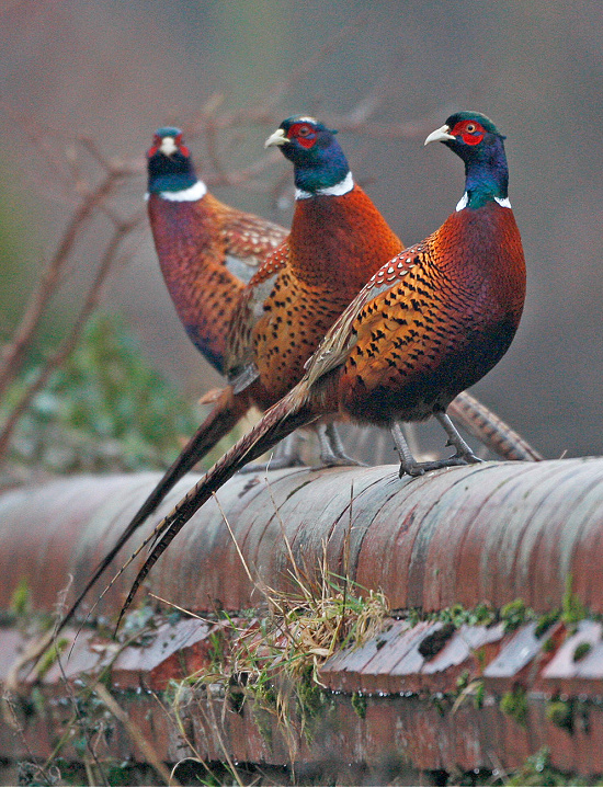 pheasant-trio