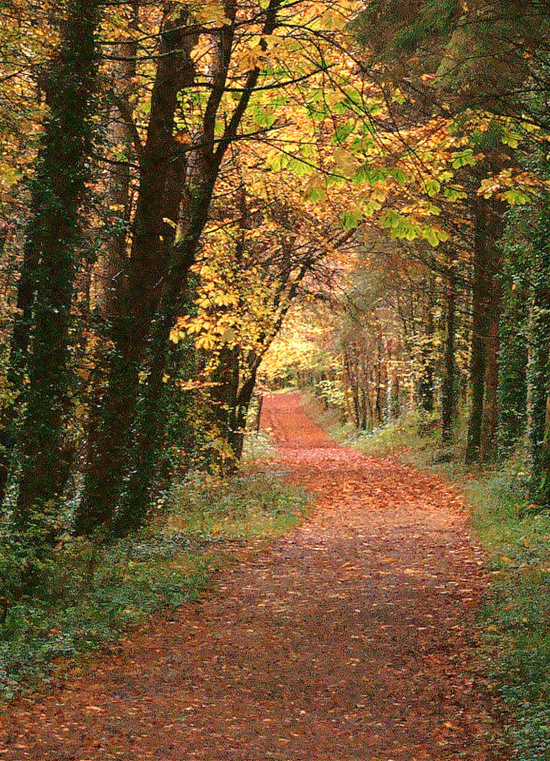 road-in-the-woods