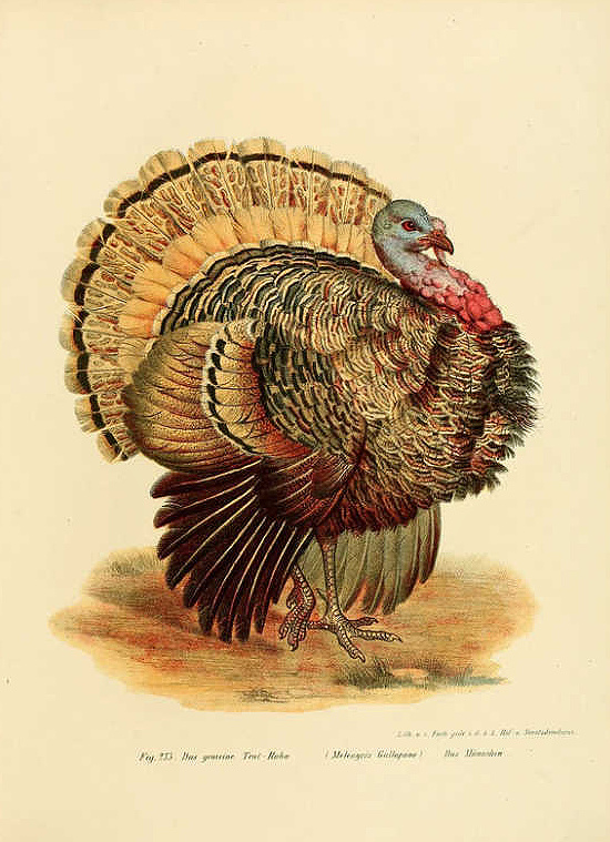 vintage-Thanksgiving-turkey-card