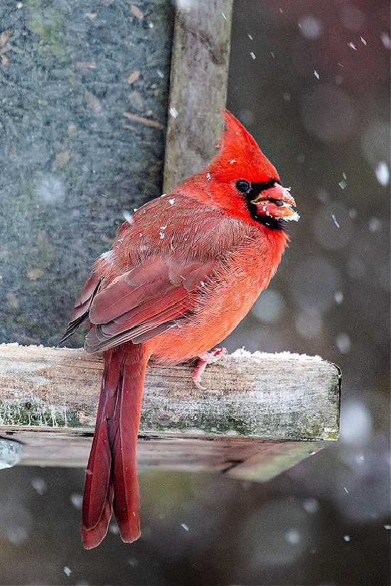 cardinal-on-feeder-red-holidays