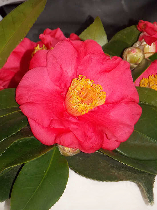 blooming-camellia