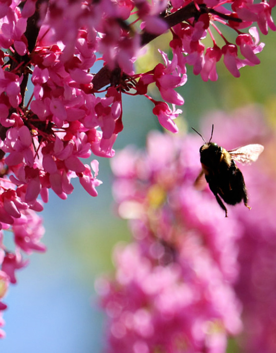 spring-bee