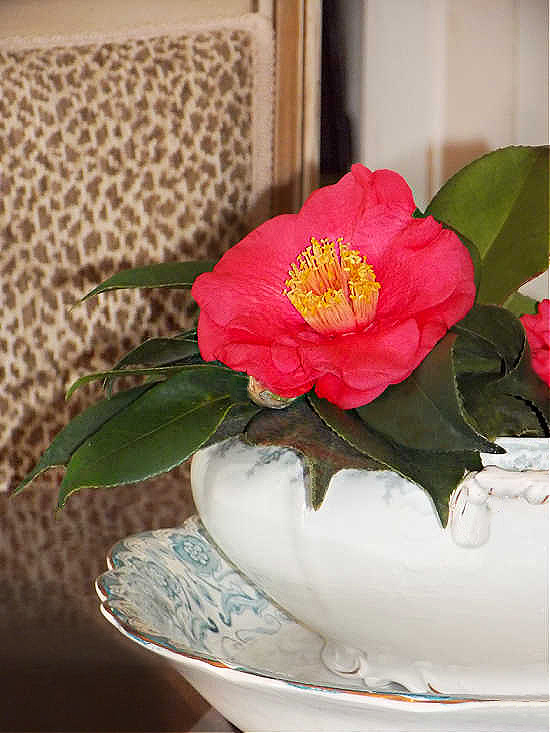 winter-camellia-in-tureen