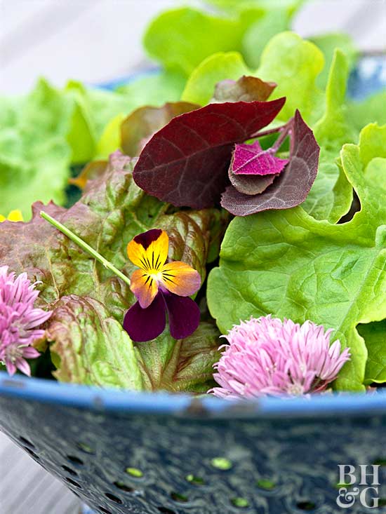 edible-flowers-in-spring-salad