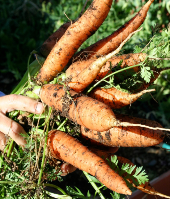 fresh-carrots-vegetable-garden