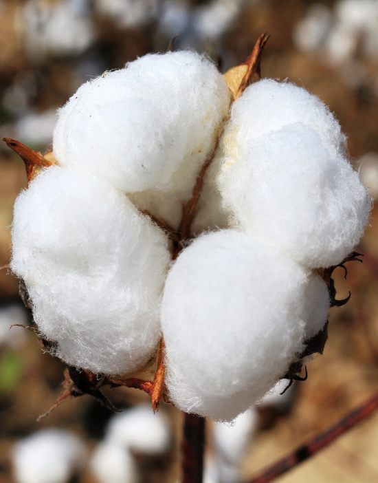 mature-cotton-boll