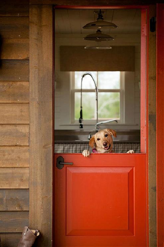 red-Dutch-door-dog