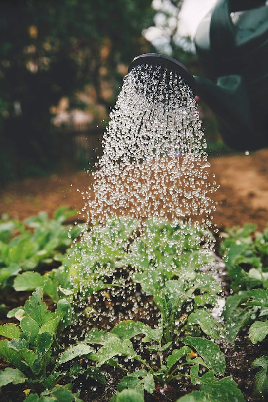 person-watering-garden
