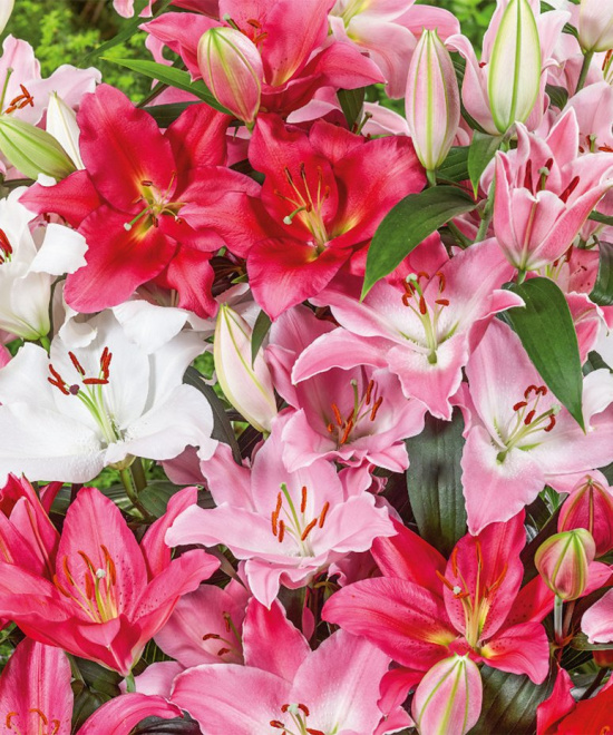 spring-garden-lilies