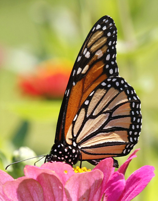 butterfly-landed-on-pink-flower