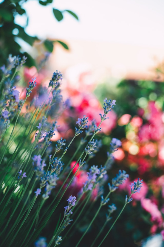 lavender-pink-flowers