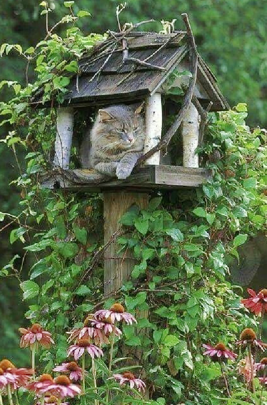 cat-in-bird-house-summer