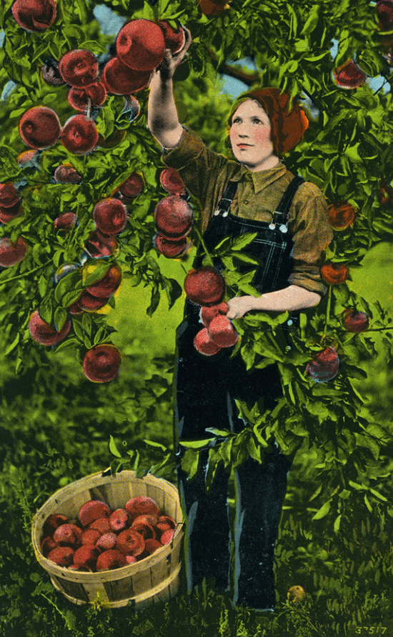 peach-picking-apples-in-orchard-vintage-card